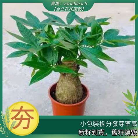 富貴樹種類|發財樹有哪些？8種招財植物讓你財源滾滾 